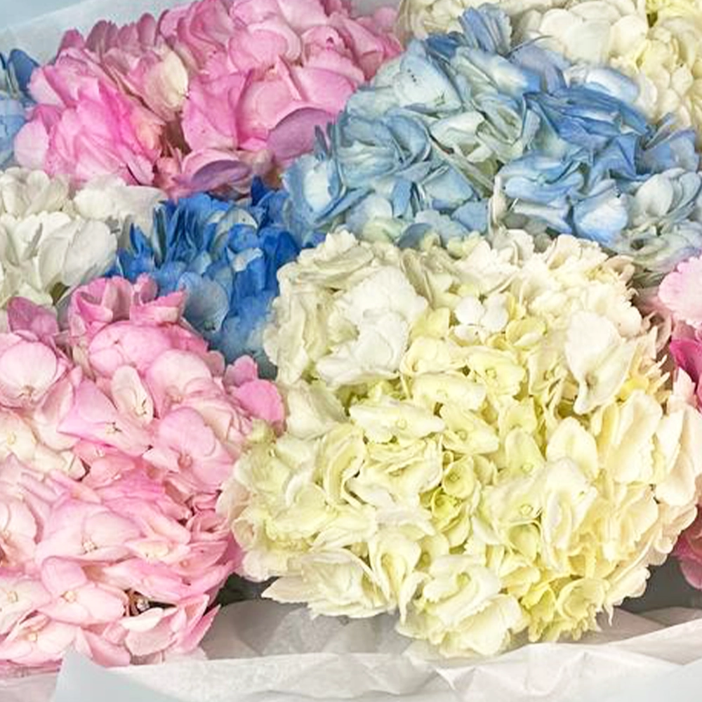 9 разноцветных гортензий