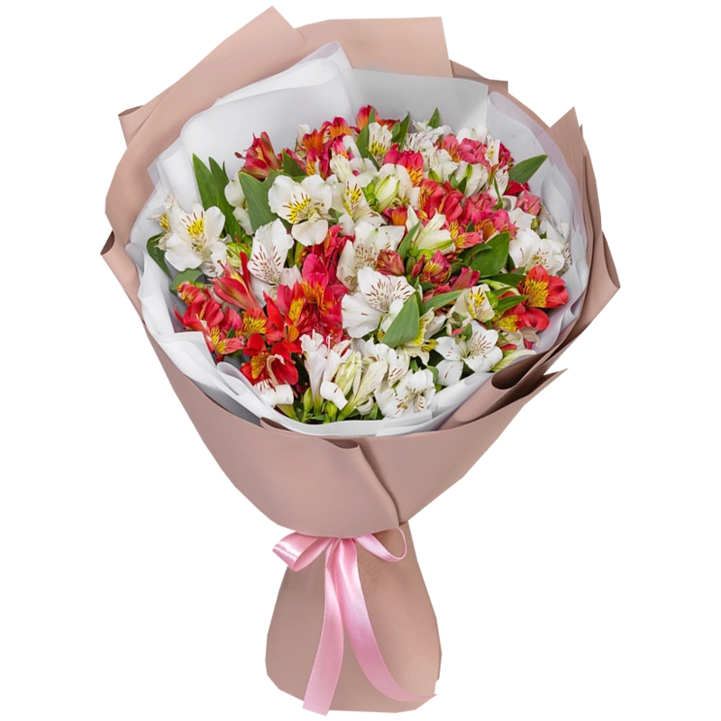 Букет из 25 красно-белых альстромерий