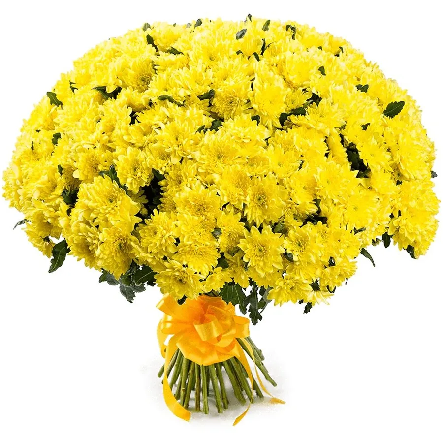 Хризантемы кустовые желтые