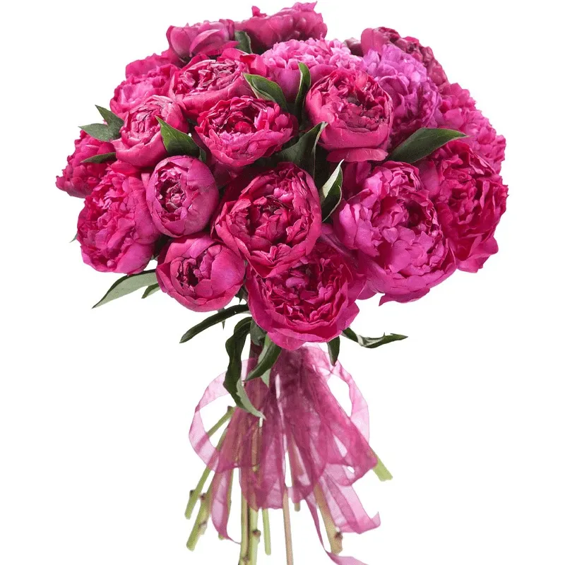 Пионы темно розовые